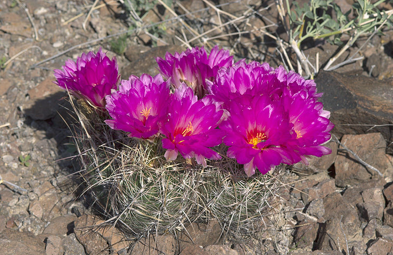 Thelocactus bicolor